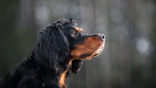 Gordon Setter