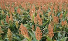 Field Of Sorghum Plants