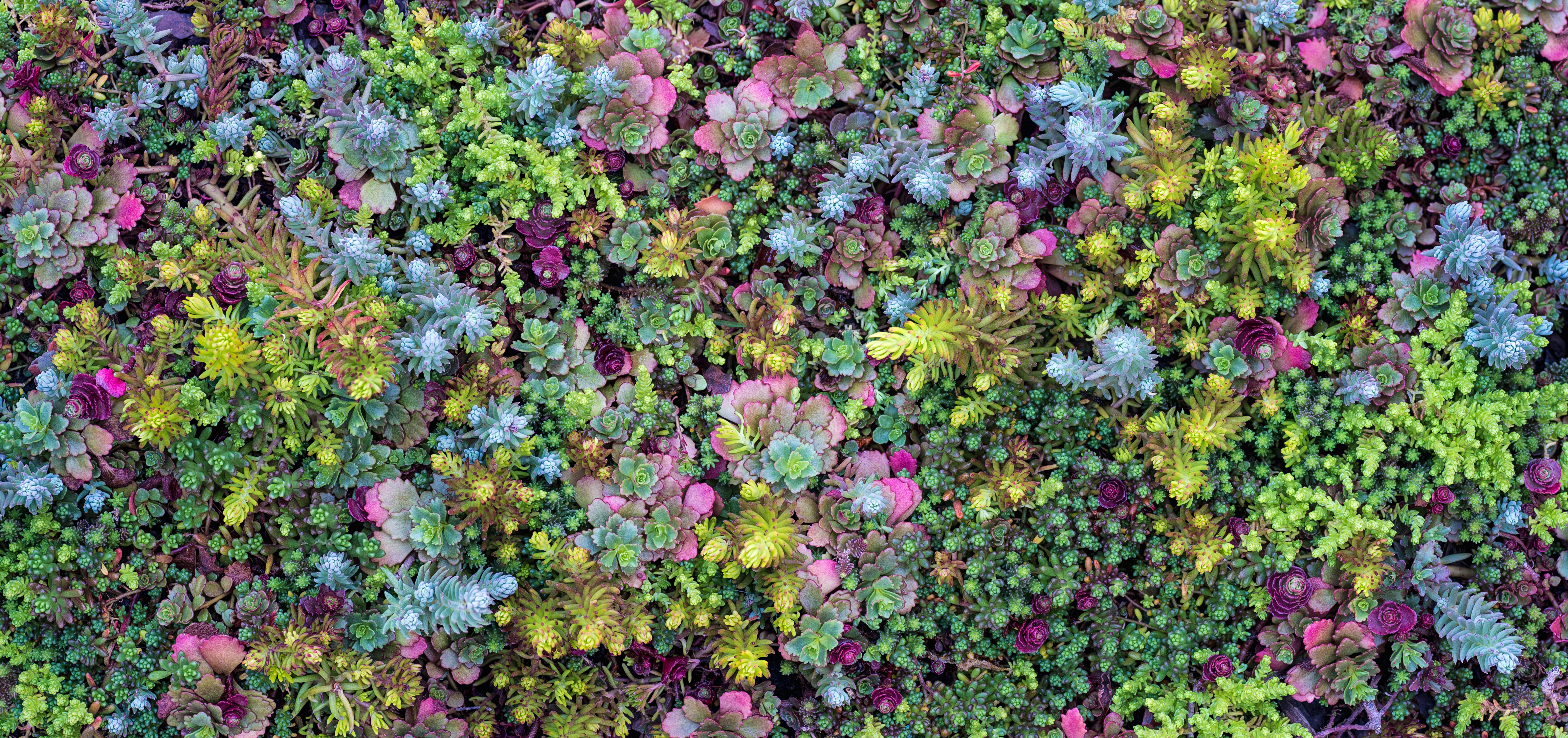 Fleshy sedum plants clustered together in shades of pink, blue, green and yellow