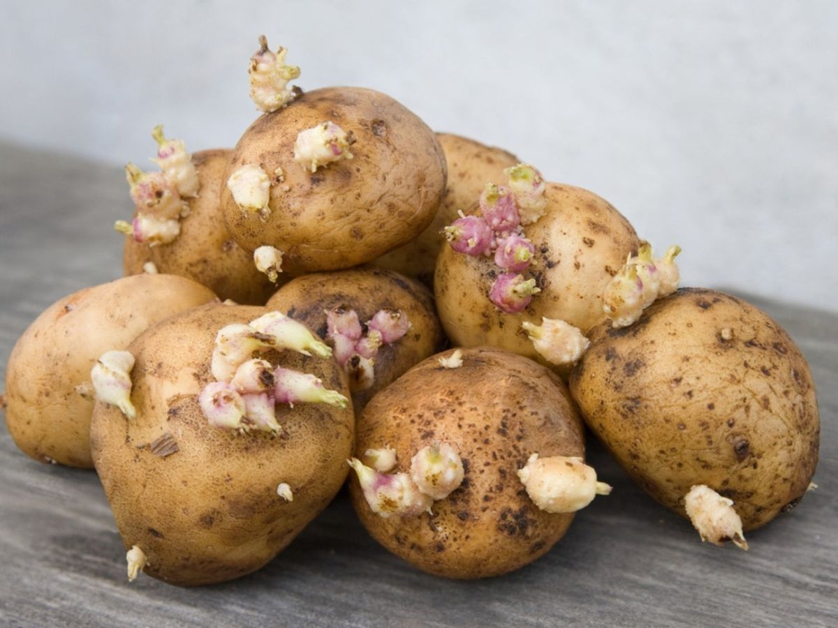 Fungus On Potatoes: Using Potato Fungicides To Prevent Potato Fungus ...