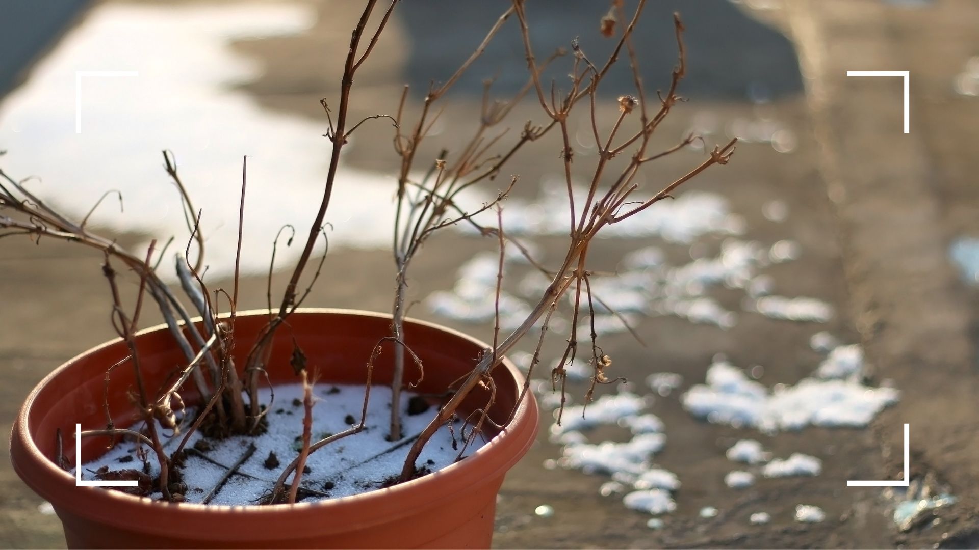 Gardening expert reveals his ingenious trick for checking whether a dead-looking plant is alive and healthy