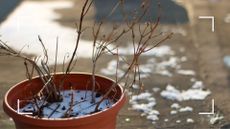 picture of dormant plant in pot