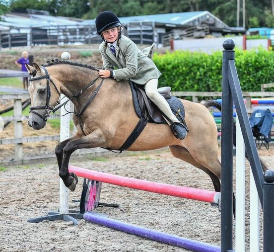 dun horses for sale