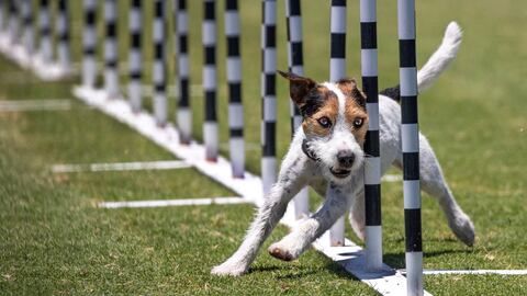 The 2024 Purina Pro Plan Incredible Dog Challenge is airing on NBC