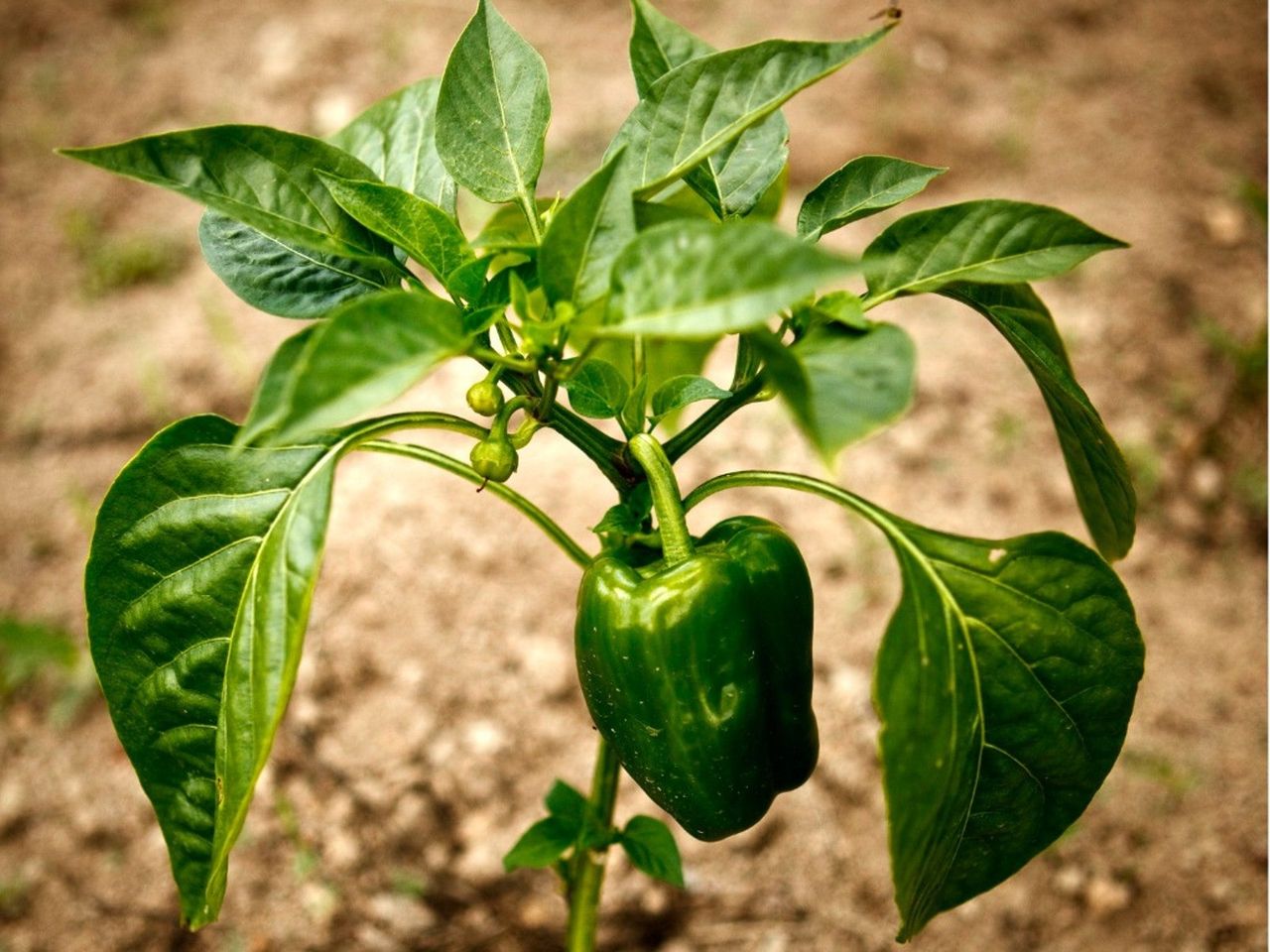 A green bell pepper growing on a plant