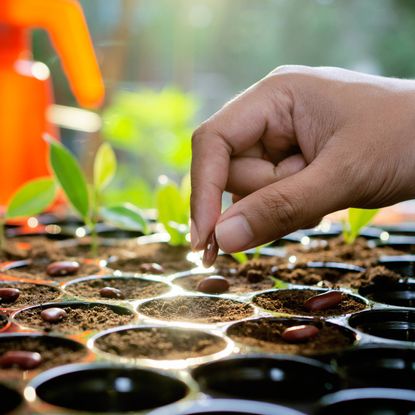 Hand plants seeds into seed pots