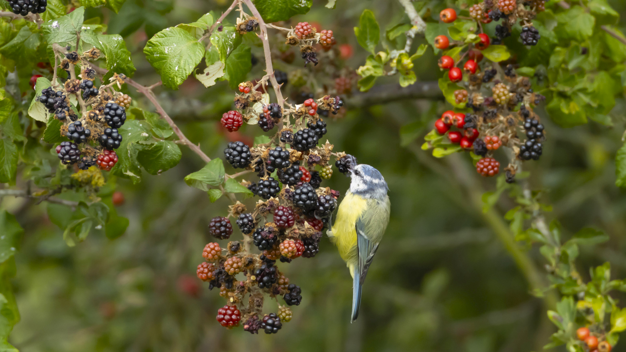 blue bird on a blackberry bush