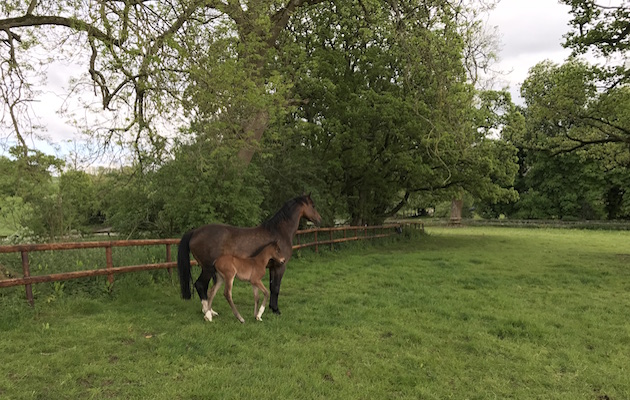 Tomatillo foals