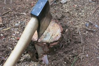 Hacking into a tree stump before applying a chemical killer