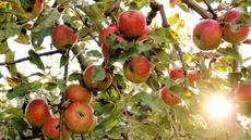 A close-up of lots of apples ripening on a tree in an orchard