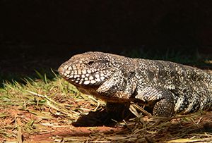 A photograph of a lounging tegu lizard.