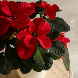 mouse poinsettia plant with red and green leaves for christmas house plant