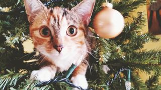 cats versus Christmas trees