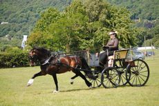 Picture-4-Supreme-Champion-Crossfield-Glory-put-to-a-Ladies-Phaeton-Emily-Ham-e1455020353660.jpg