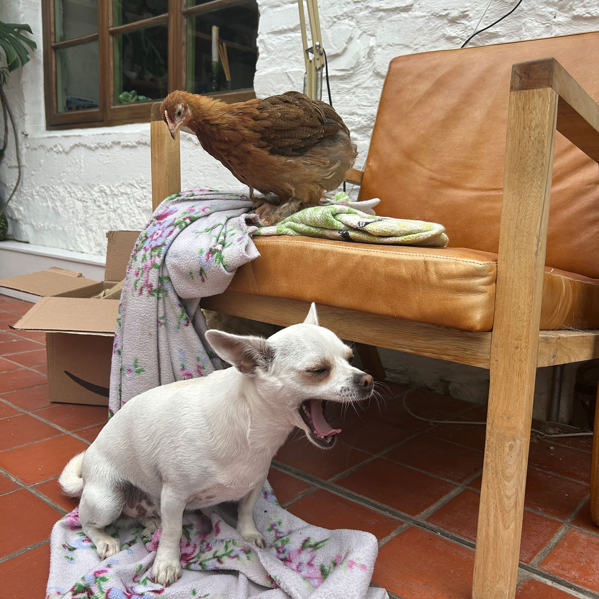 White puppy yawning while sitting on floral purple blanket, beside wood and leather armchair with chicken on it
