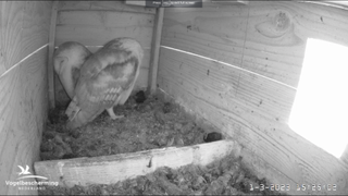 Vogelbescherming Nederland bird webcams