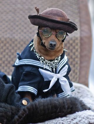 Dogs in clothes