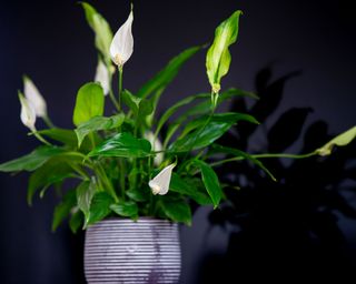 flowering peace lily in ribbed plant pot