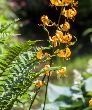 woodland plants Martagon lily Turk’s Cap