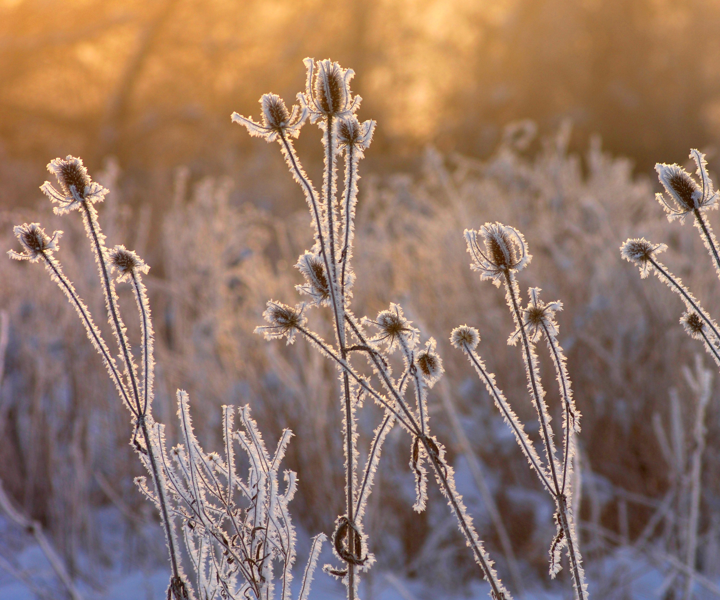 Frost seedheads