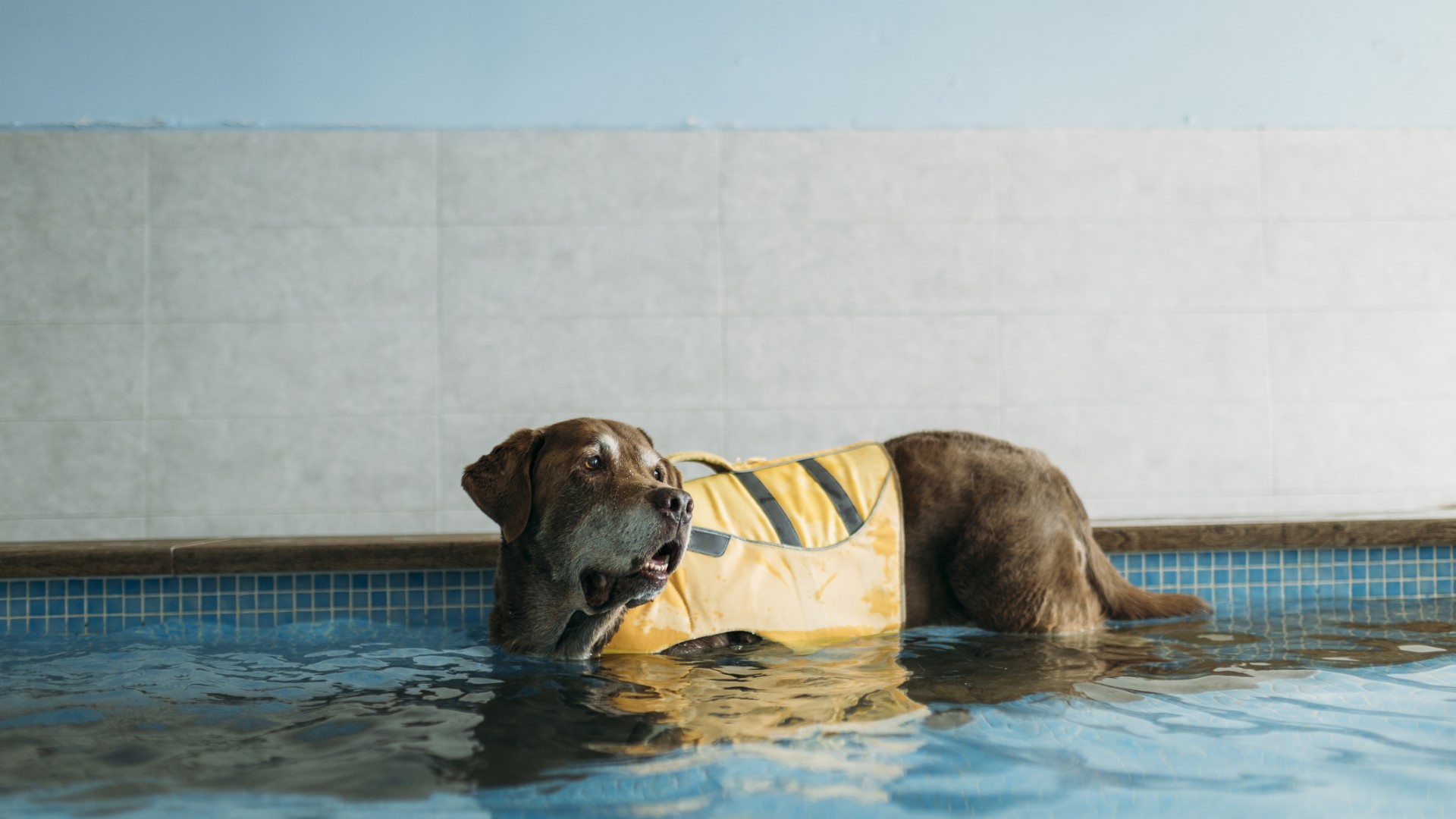 a brown senior dog wears a yellow life vest in a pool during physical therapy