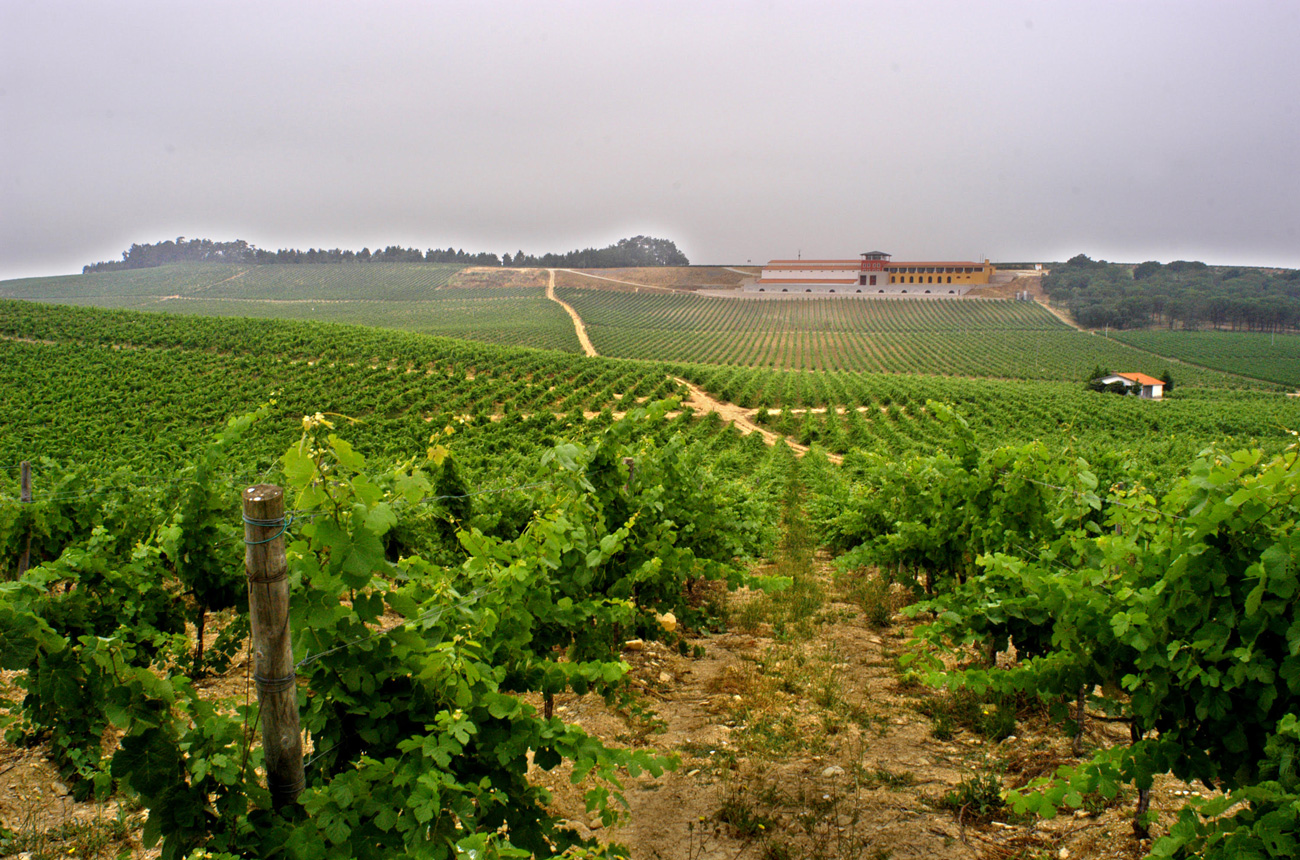 Portugal Bairrada vineyards