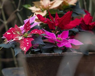 Bright pink and red poinsettia in a grey planter