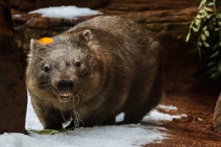wombat eating