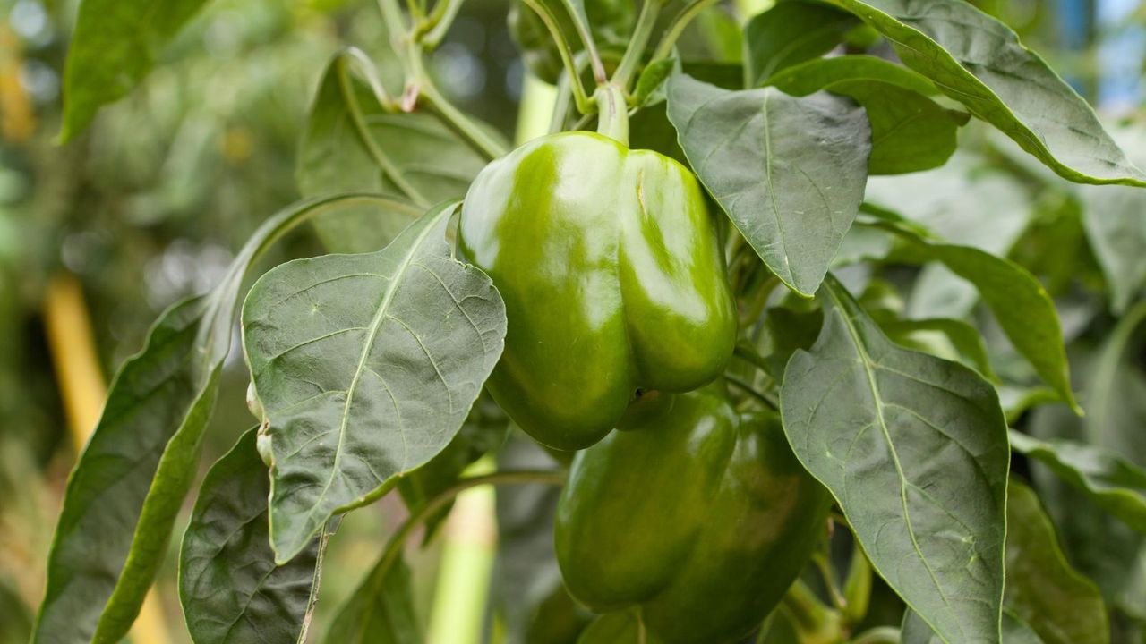 A green bell pepper growing on a plant outside