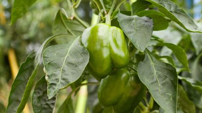 A green bell pepper growing on a plant outside