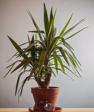 Spineless yucca (Yucca elephantipes) plant