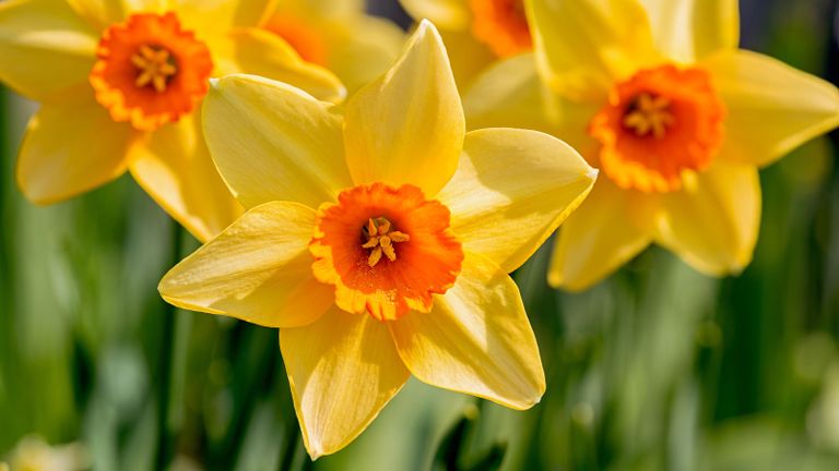 How to deadhead daffodils