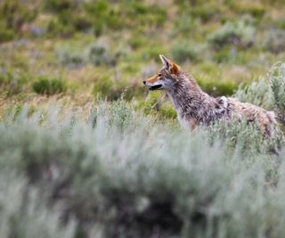 Coyote standing in long grass