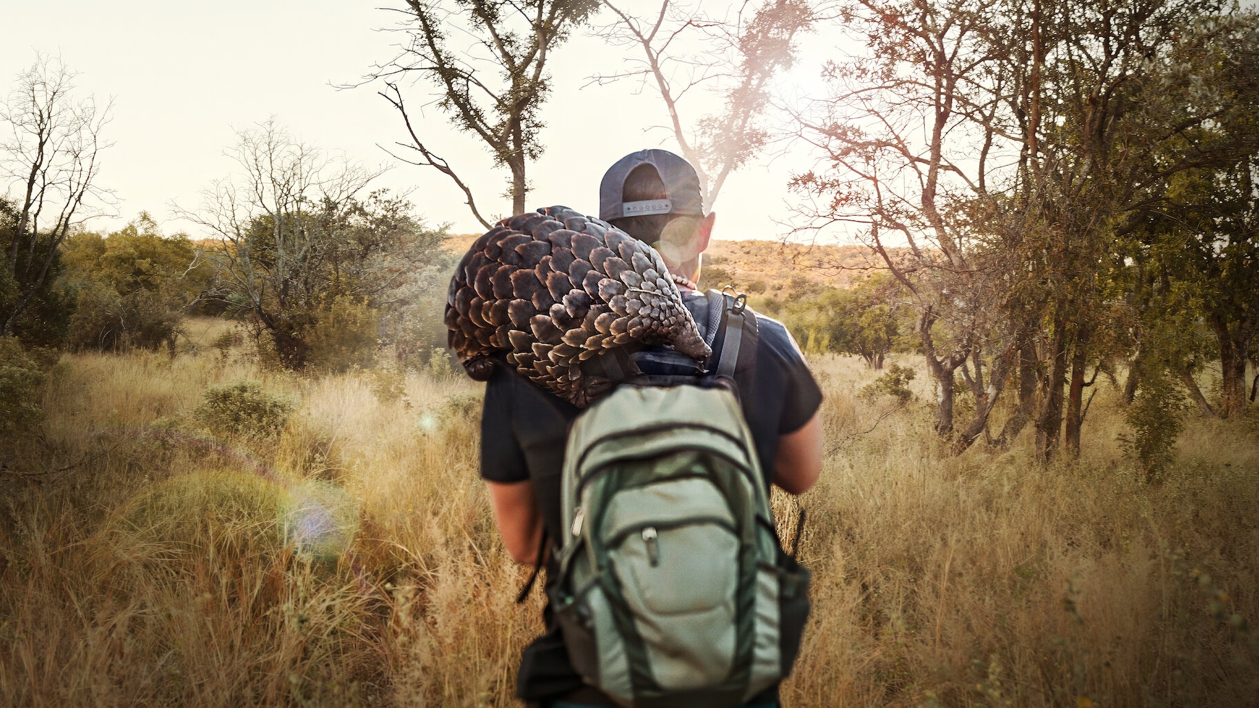 Pangolin Kulu's Journey