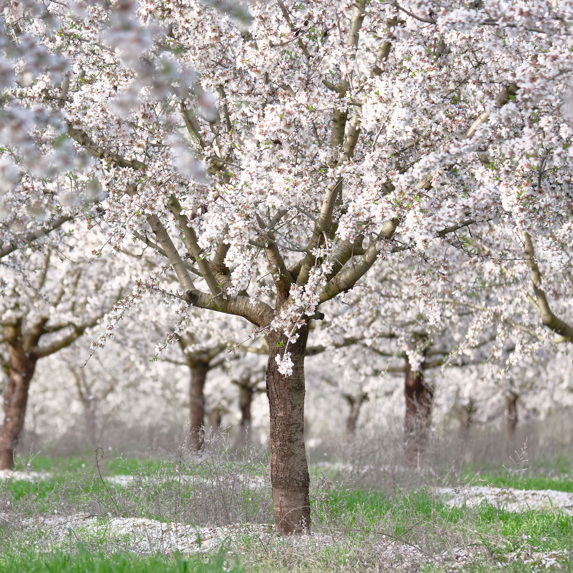 white flowering almond trees in garden with shimmering blossoms