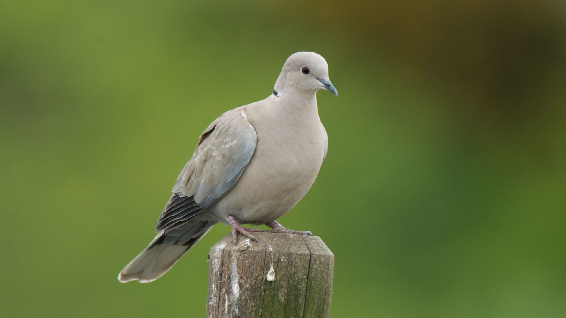 dove sat on a post