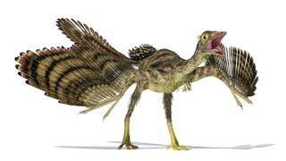 Archaeopteryx, shown here in this illustration, is considered the first bird-like dinosaur on record, dating to about 150 million years ago during the Jurassic period.