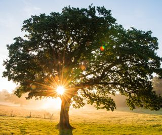 large oak tree in field with sunlight shining through leaves