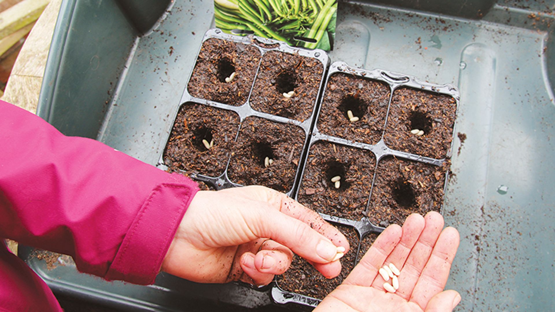 how-to-grow-french-beans-our-complete-growing-guide-gardeningetc