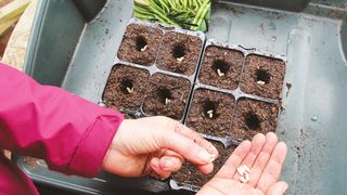 how to grow French beans: sowing French bean seeds indoors in deep cells, modules or pots