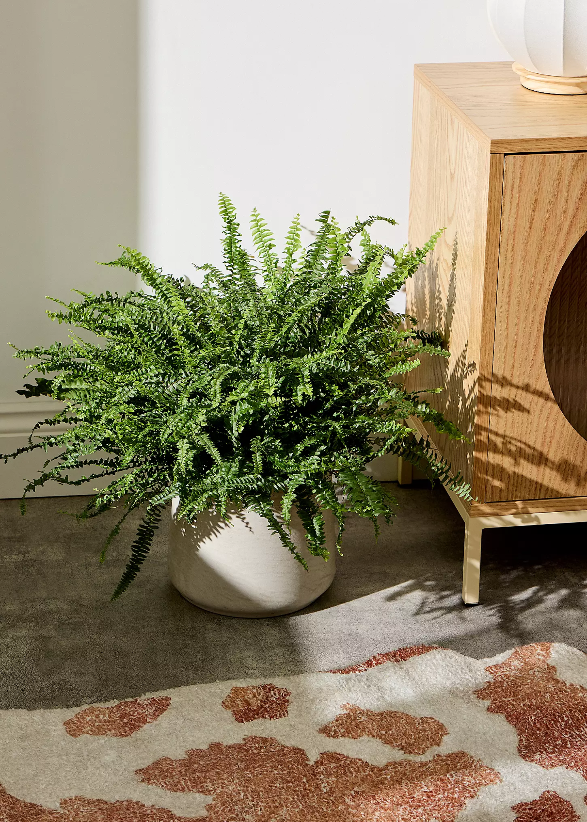 A potted Boston fern near a patterned rug