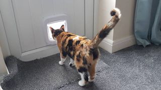 how to train a cat to use a cat door