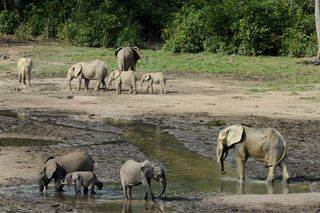 In April 2013, rebel forces entered the Central African Republic's Dzanga Bai — one of the largest and most important gathering places for forest elephants in the Congo Basin — and massacred some two dozen elephants.