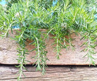 Rosemary growing in a planter