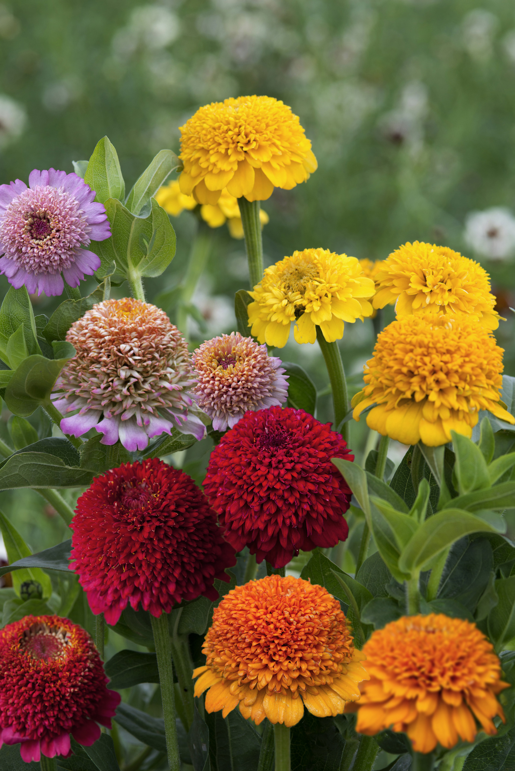 5 beautiful flowers you should sow in March you'll love these