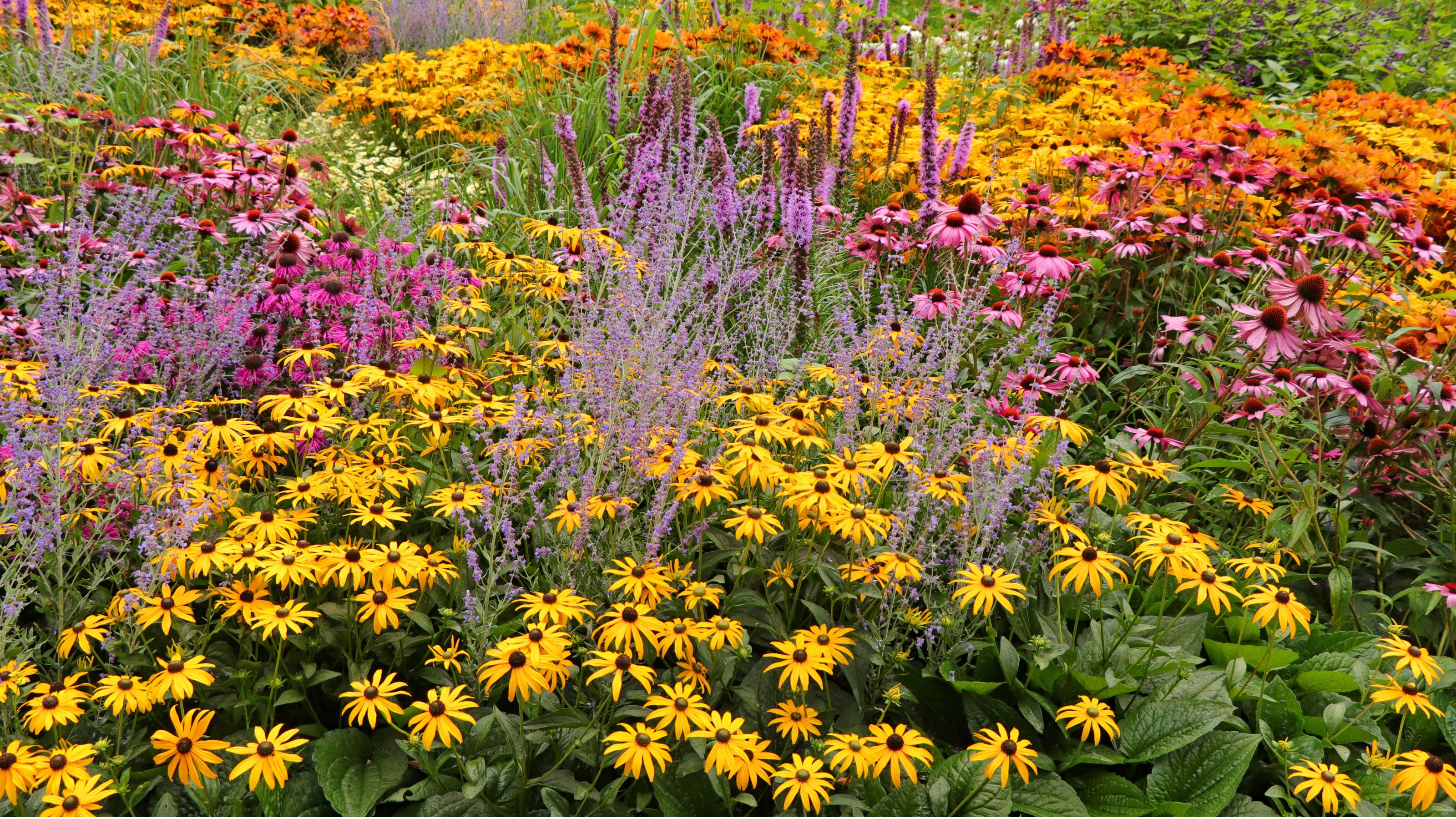 Flower bed with mixed perennials