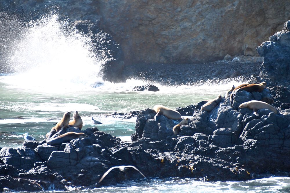 Channel Islands: Photos Of North America's Galapagos | Live Science