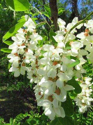 The flowers of the black locust. Black locust is not native to the coastal plain of Virginia, but was exported by the native population for use in making bows and other objects in pre-European-contact North America. Black locust now has the widest worldwide distribution of any North American tree because once you have one you will, in short order, have many, for it is a prolific seeder and one of the first species to colonize a disturbed site.