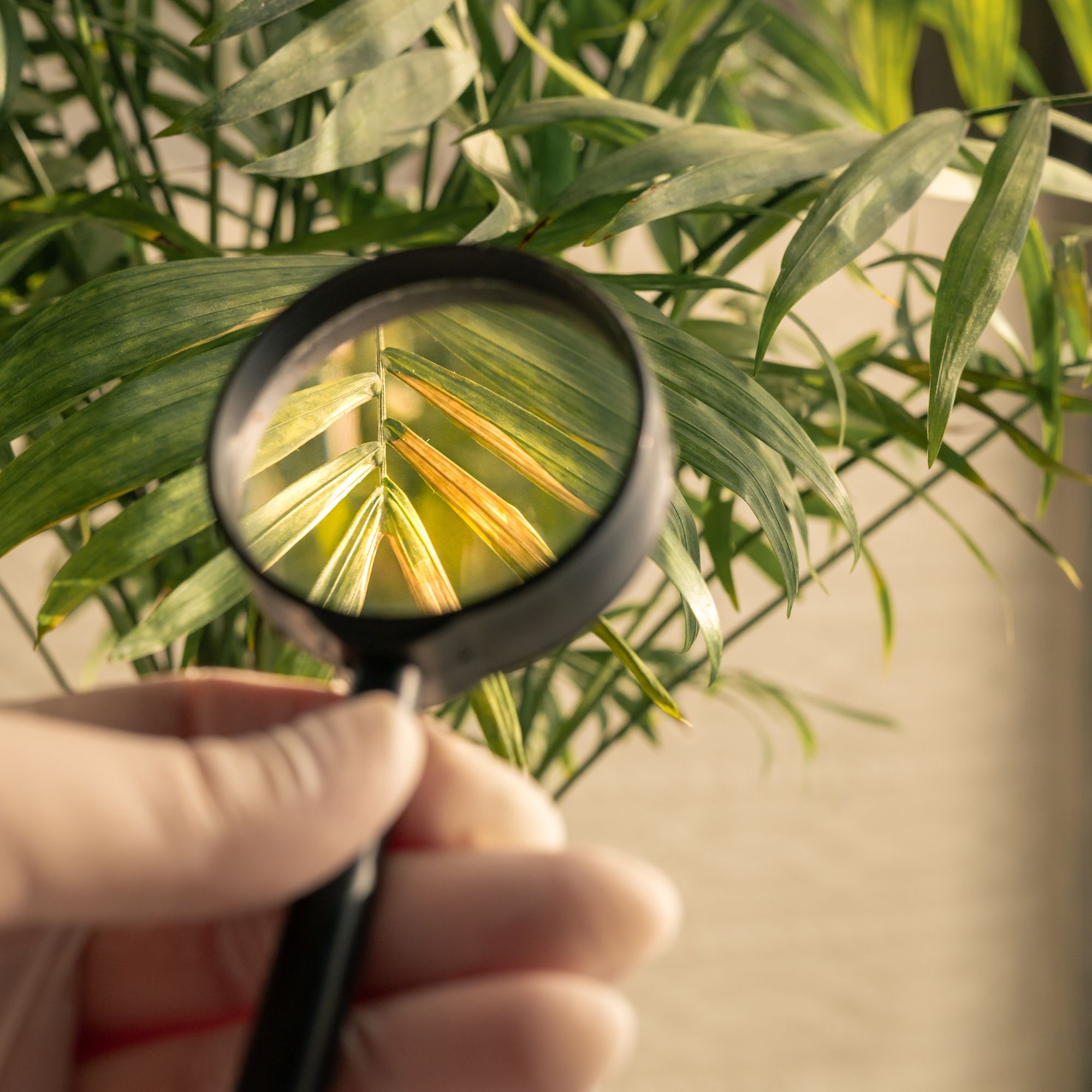 houseplant care checking leaves with magnifying glass