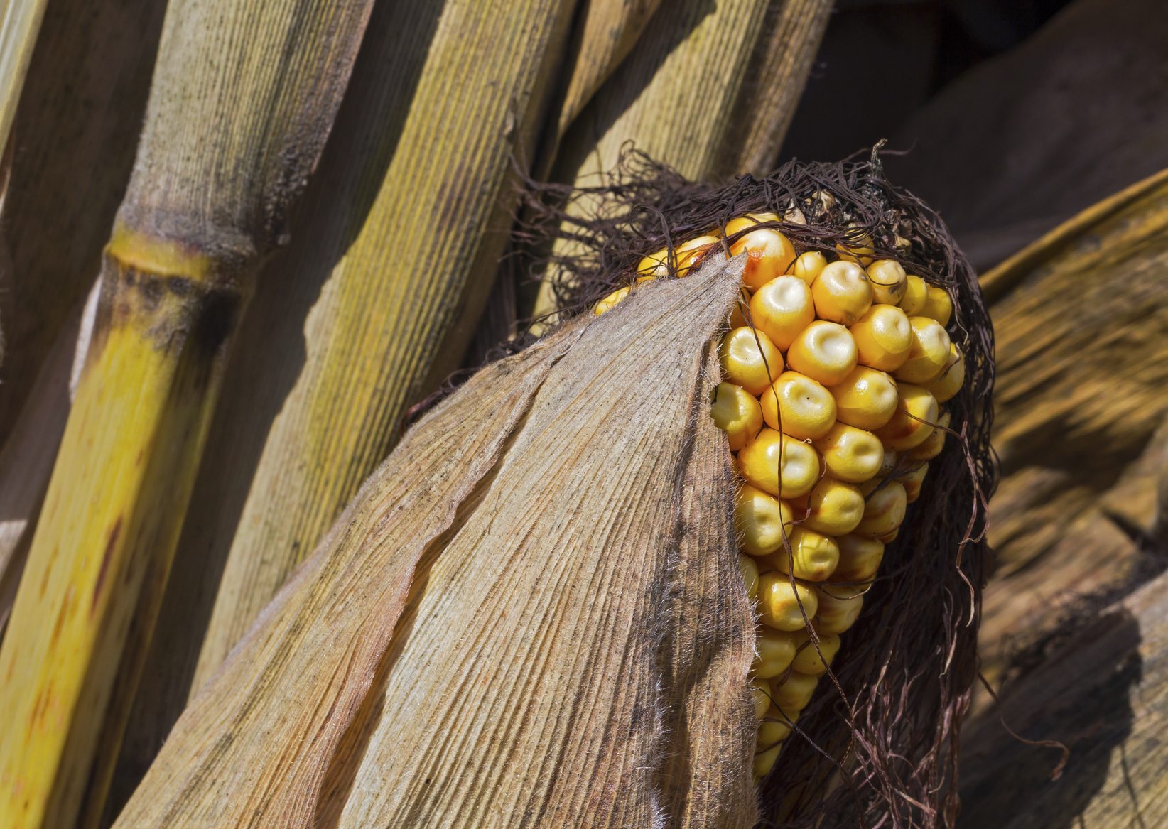 What Are Dent Corn Uses: How To Grow Dent Corn At Home | Gardening Know How